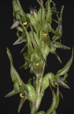 APII jpeg image of Prasophyllum gracile  © contact APII