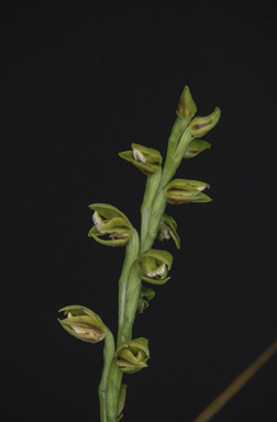 APII jpeg image of Prasophyllum flavum  © contact APII
