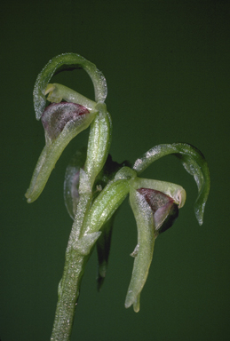 APII jpeg image of Townsonia viridis  © contact APII