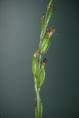APII jpeg image of Eriochilus dilatatus subsp. magnus  © contact APII