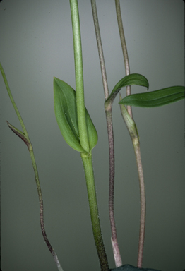 APII jpeg image of Eriochilus dilatatus subsp. multiflorus  © contact APII