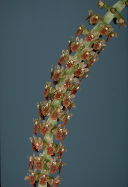 APII jpeg image of Oberonia palmicola  © contact APII