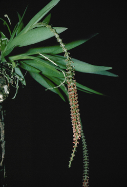 APII jpeg image of Oberonia palmicola  © contact APII