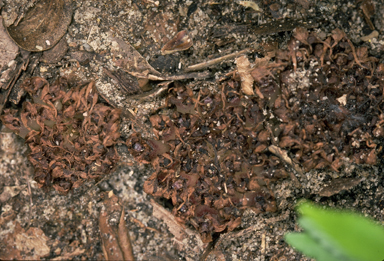 APII jpeg image of Rhizanthella slateri  © contact APII