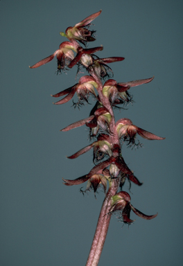 APII jpeg image of Corunastylis acuminata  © contact APII