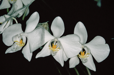 APII jpeg image of Phalaenopsis rosenstromii  © contact APII