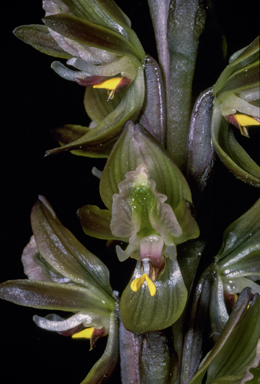APII jpeg image of Prasophyllum elatum  © contact APII
