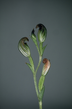APII jpeg image of Speculantha palmicola  © contact APII