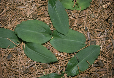 APII jpeg image of Chiloglottis trilabra  © contact APII