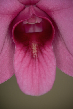 APII jpeg image of Vappodes phalaenopsis  © contact APII
