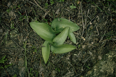 APII jpeg image of Burnettia cuneata,<br/>Eriochilus cucullatus  © contact APII