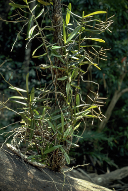 APII jpeg image of Micropera fasciculata  © contact APII