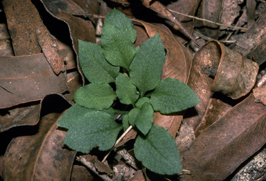 APII jpeg image of Diplodium grandiflorum  © contact APII