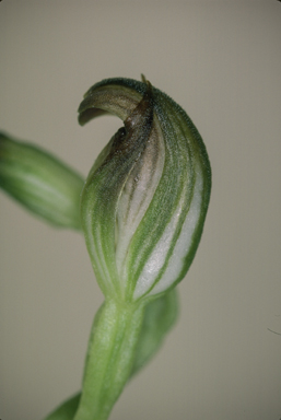 APII jpeg image of Speculantha aff parviflora  © contact APII