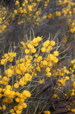 APII jpeg image of Acacia calamifolia  © contact APII