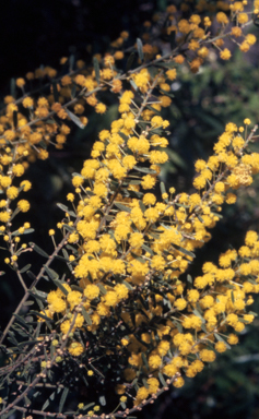 APII jpeg image of Acacia hispidula  © contact APII