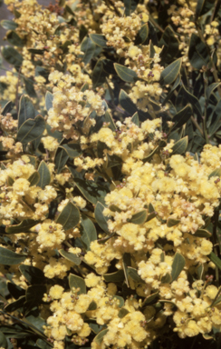 APII jpeg image of Acacia myrtifolia  © contact APII