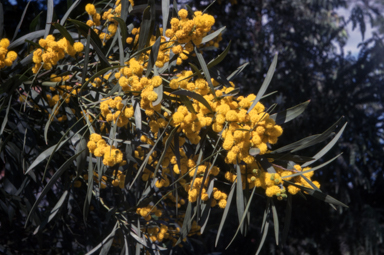 APII jpeg image of Acacia saligna  © contact APII
