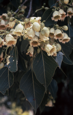 APII jpeg image of Brachychiton populneus  © contact APII