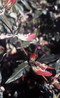 APII jpeg image of Gastrolobium celsianum  © contact APII