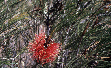 APII jpeg image of Callistemon pinifolius  © contact APII