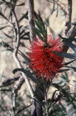 APII jpeg image of Callistemon shiressii  © contact APII