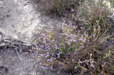 APII jpeg image of Dampiera stricta  © contact APII