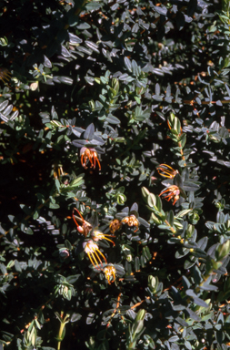 APII jpeg image of Darwinia citriodora  © contact APII