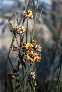 APII jpeg image of Darwinia genistifolia  © contact APII