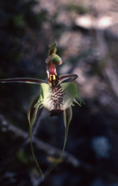 APII jpeg image of Caladenia dilatata  © contact APII