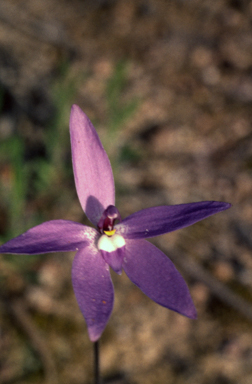 APII jpeg image of Glossodia major  © contact APII