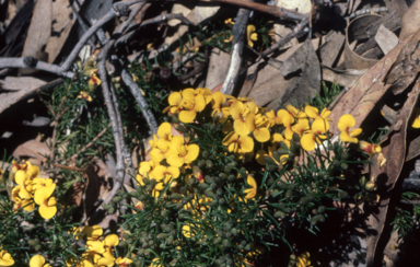 APII jpeg image of Dillwynia retorta  © contact APII