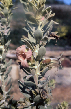 APII jpeg image of Eremophila glabra  © contact APII