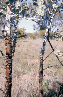 APII jpeg image of Eucalyptus crucis  © contact APII