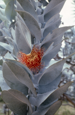APII jpeg image of Eucalyptus macrocarpa  © contact APII