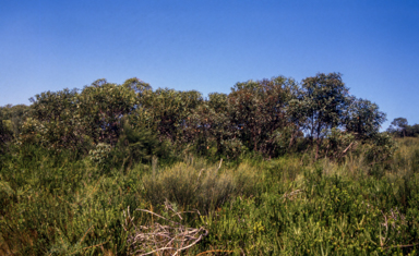 APII jpeg image of Eucalyptus multicaulis  © contact APII