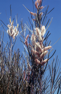 APII jpeg image of Hakea fraseri  © contact APII