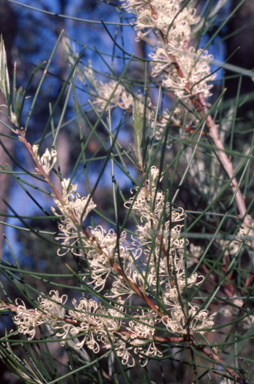 APII jpeg image of Hakea sericea  © contact APII