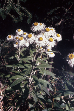 APII jpeg image of Helichrysum elatum  © contact APII