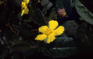 APII jpeg image of Hibbertia cuneiformis  © contact APII
