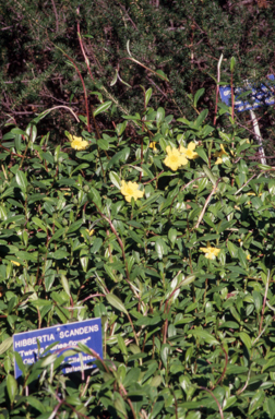 APII jpeg image of Hibbertia scandens  © contact APII