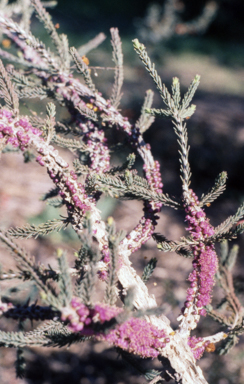 APII jpeg image of Melaleuca suberosa  © contact APII