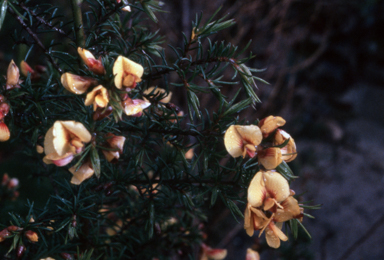 APII jpeg image of Pultenaea mollis  © contact APII