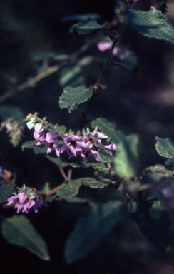 APII jpeg image of Thomasia petalocalyx  © contact APII