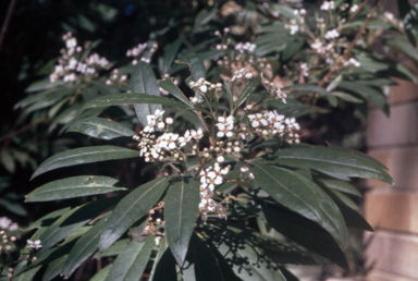 APII jpeg image of Zieria arborescens  © contact APII