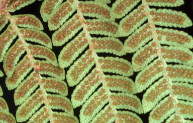 APII jpeg image of Cyathea australis  © contact APII