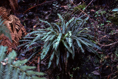 APII jpeg image of Blechnum pattersonii  © contact APII