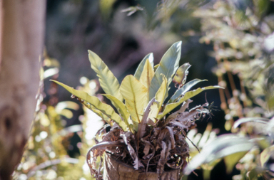 APII jpeg image of Asplenium australasicum  © contact APII