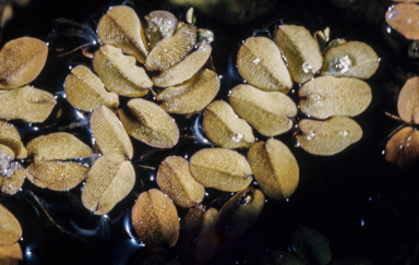 APII jpeg image of Salvinia auriculata  © contact APII