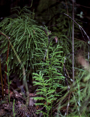 APII jpeg image of Lycopodium deuterodensum  © contact APII